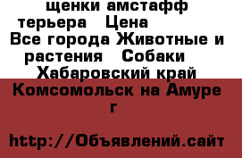 щенки амстафф терьера › Цена ­ 30 000 - Все города Животные и растения » Собаки   . Хабаровский край,Комсомольск-на-Амуре г.